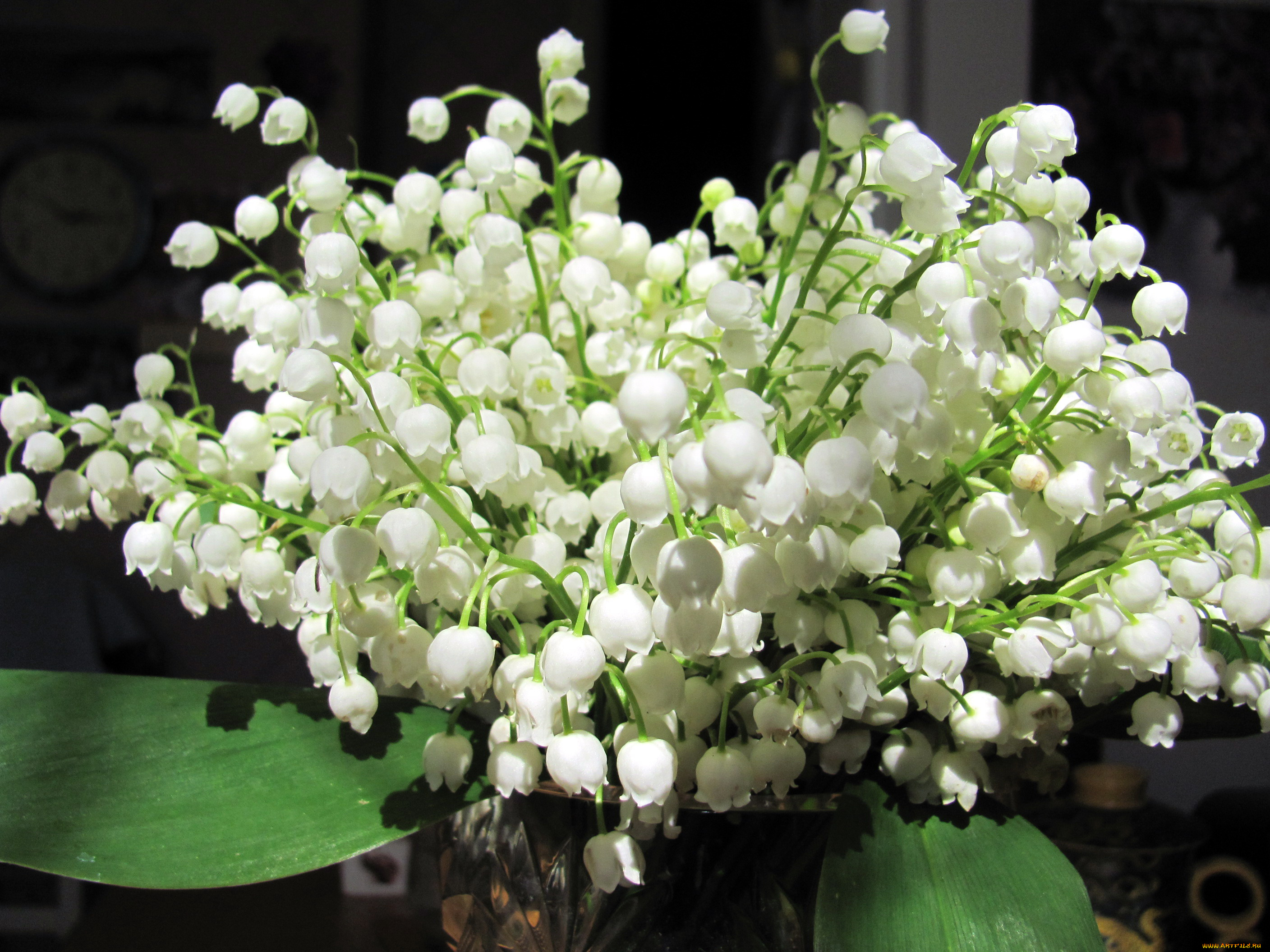 Ландыш цветки белые загрузить