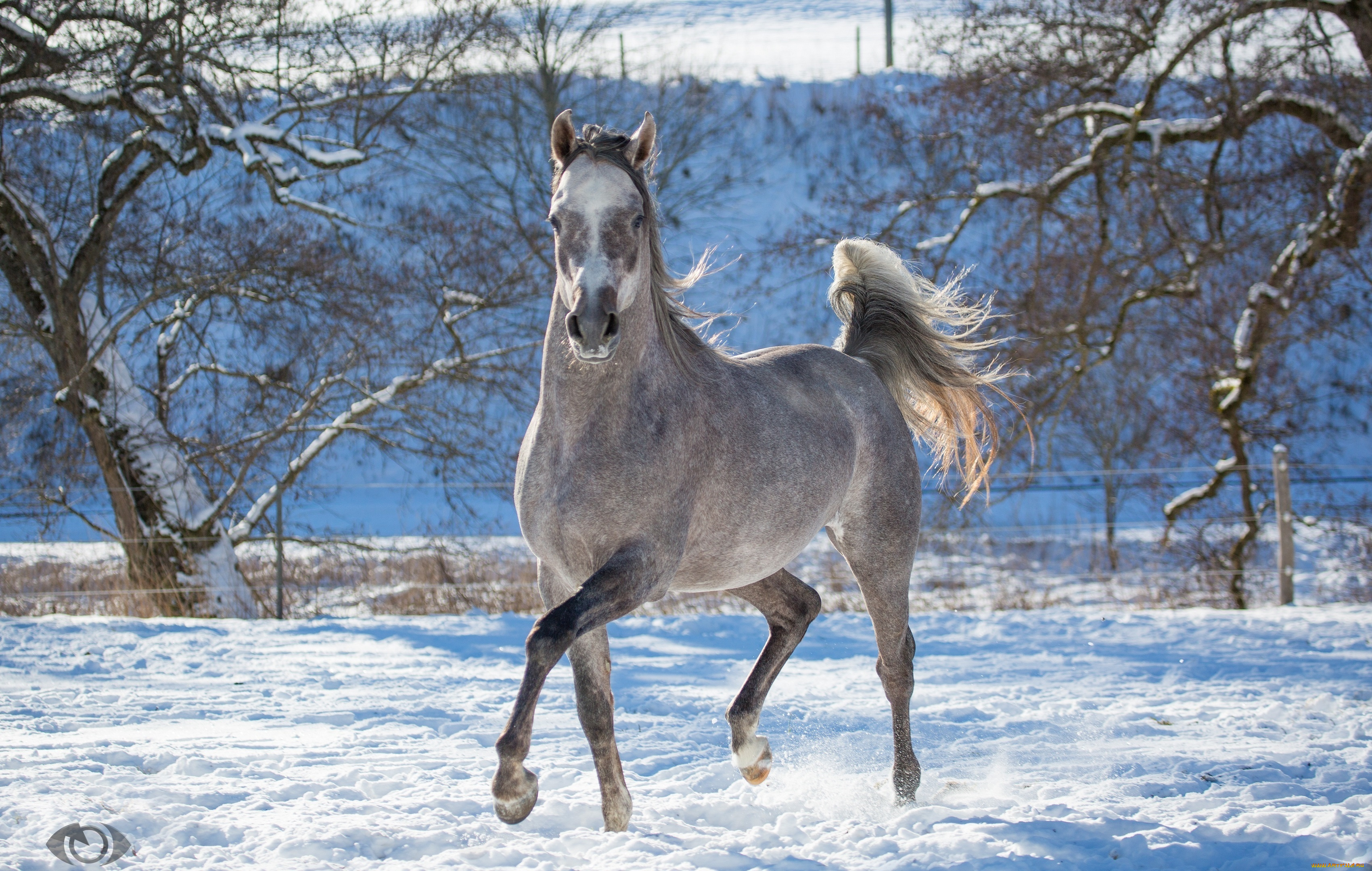 автор, , oliverseitz, животные, лошади, конь, серый, бег, движение, грация, загон, зима, снег