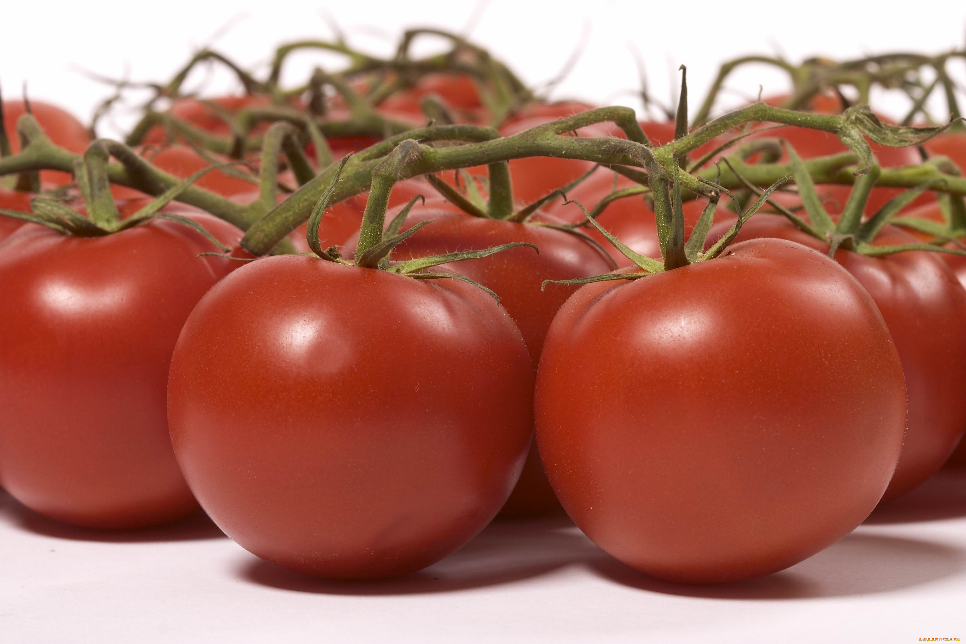 Семена томат Лев толстой f1