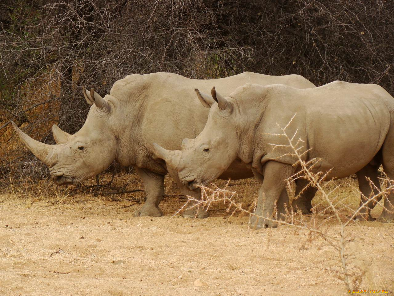 rhinoc&, 233, ros, 224, epako, game, lodge, en, namibia, животные, носороги
