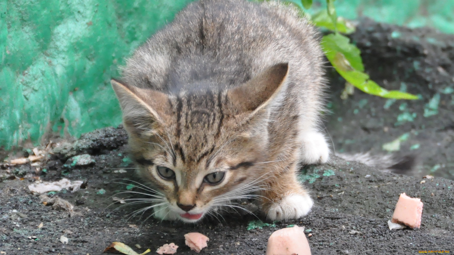 животные, коты