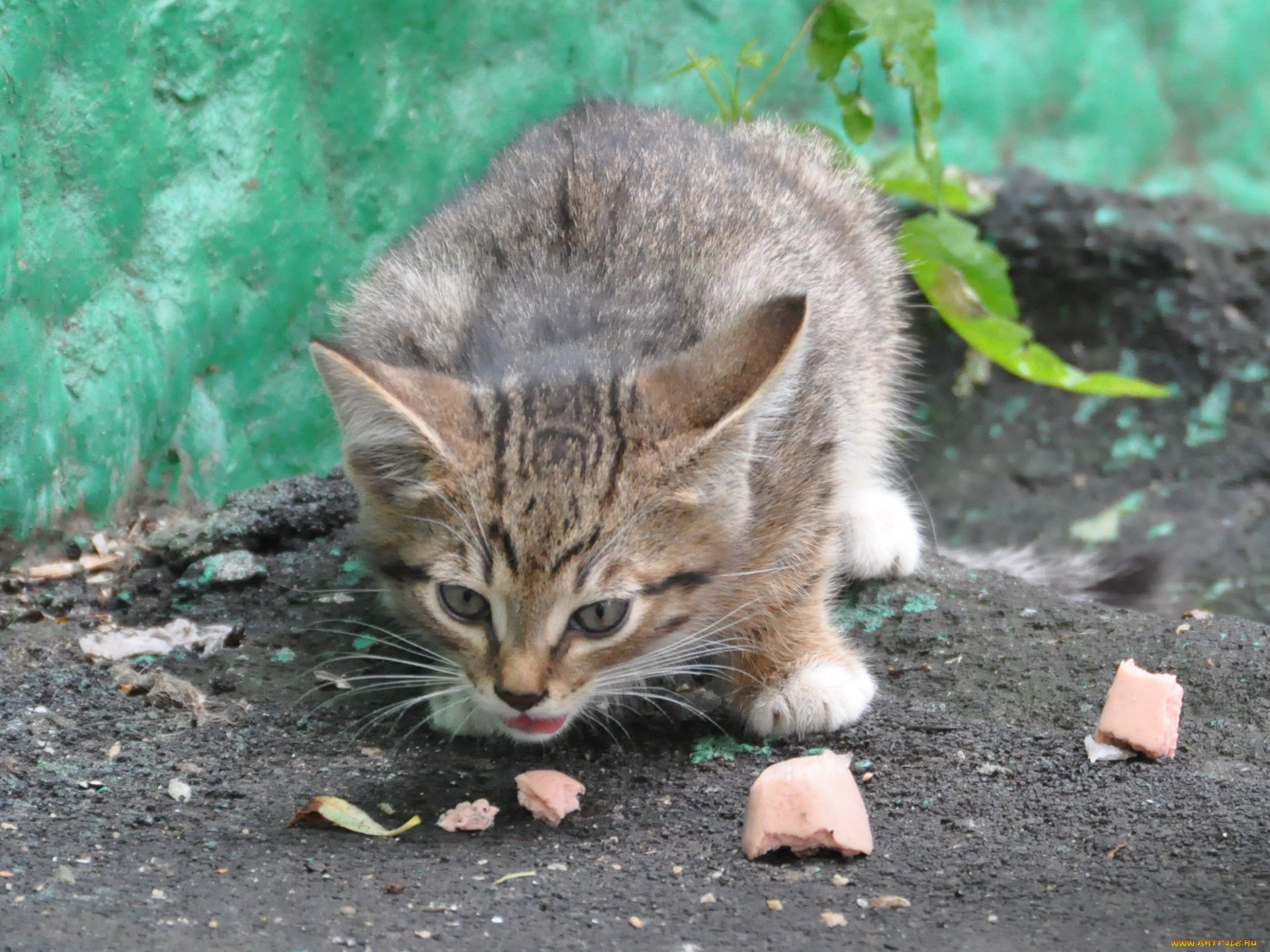 животные, коты