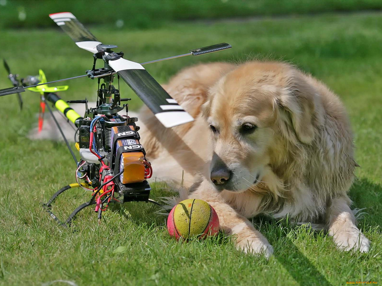 животные, собаки, игрушка, трава, вертолёт, пёс, мяч