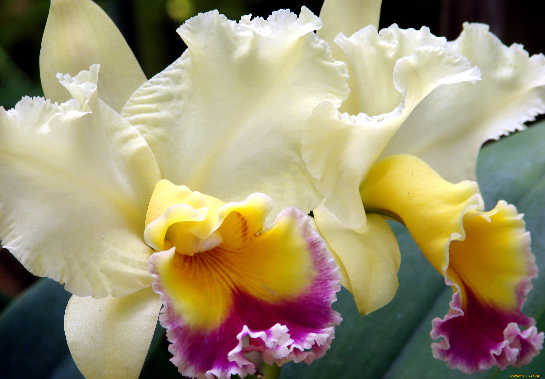цветы, орхидеи, экзотика, лепестки, кремовый