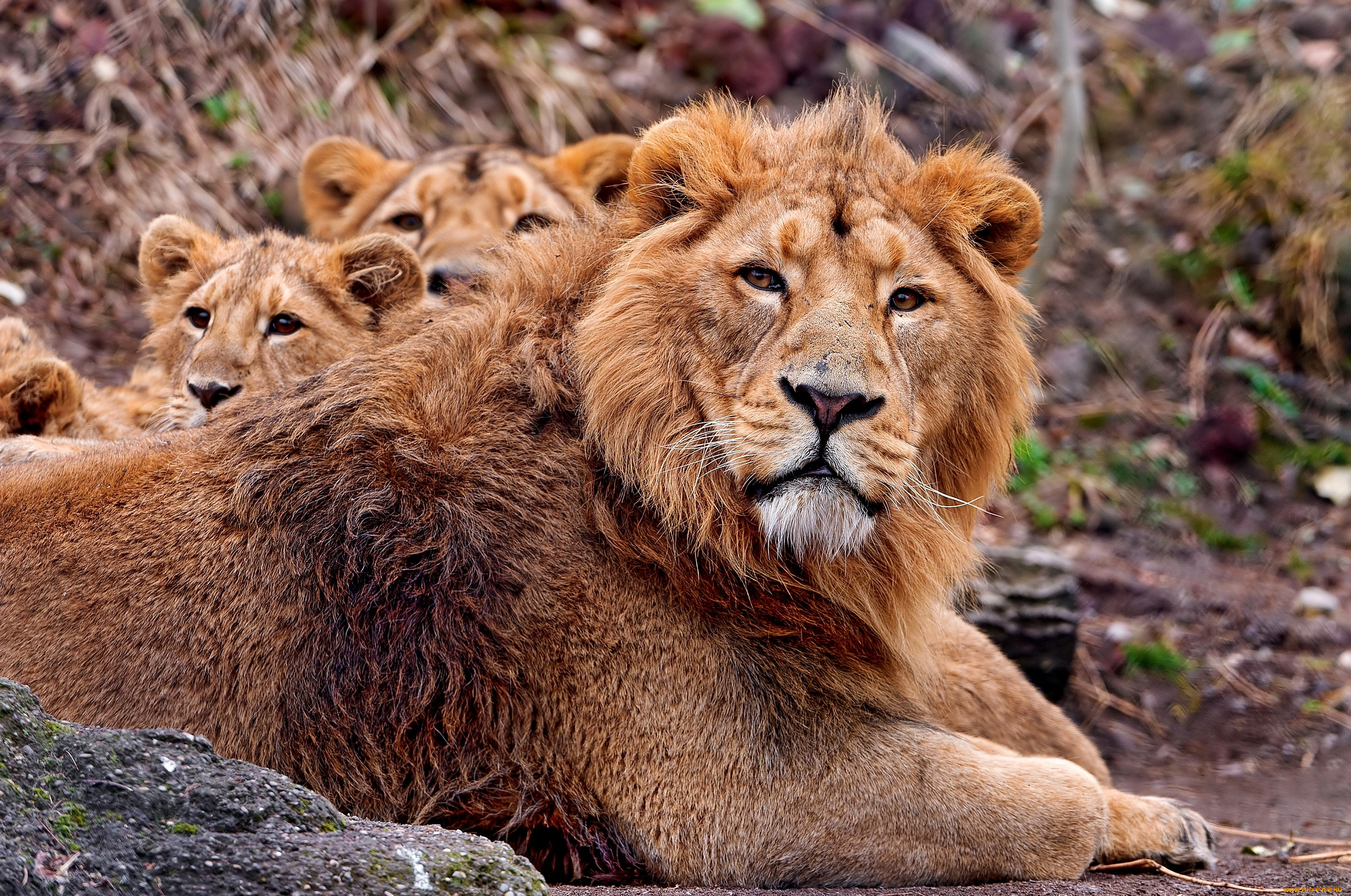животные, львы, семья, львята