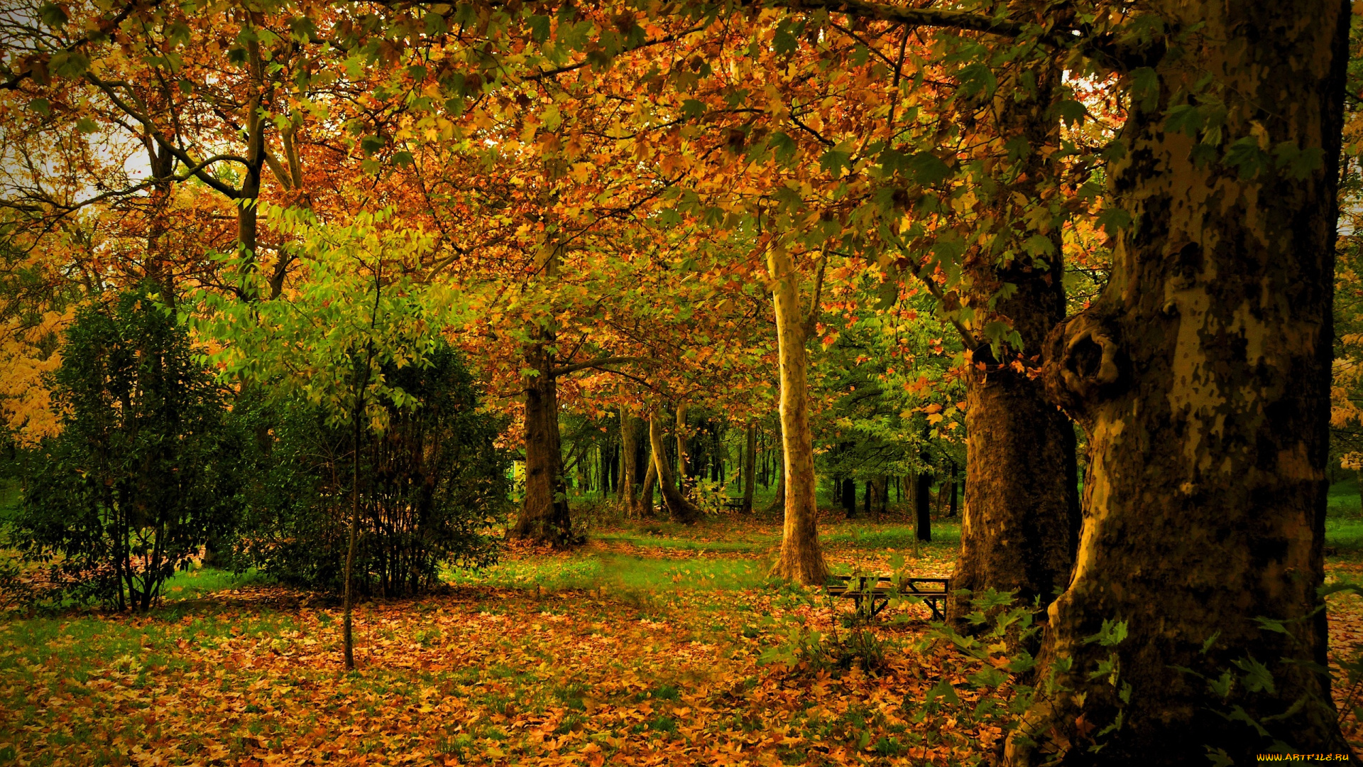 autumn, природа, лес, листва, краски, поляна, осень