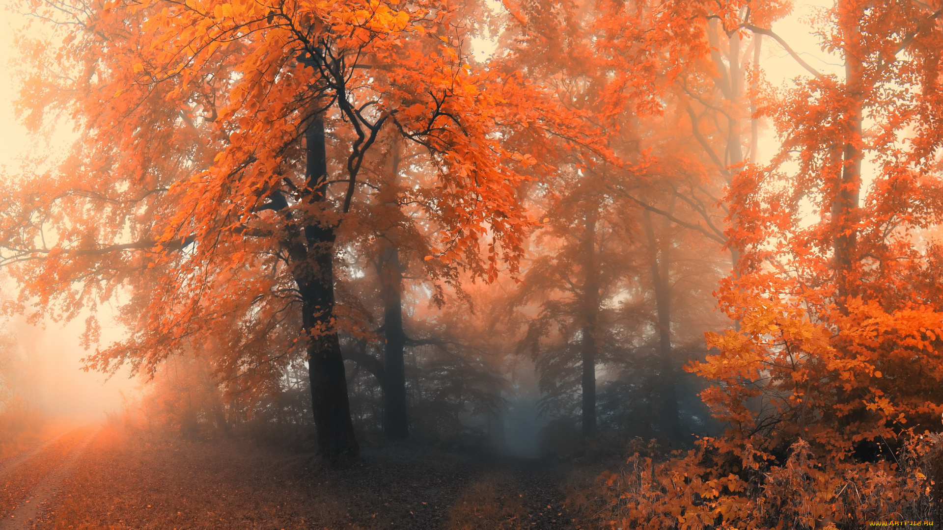 природа, дороги, туман, дорога, листья, осень, лес, красные