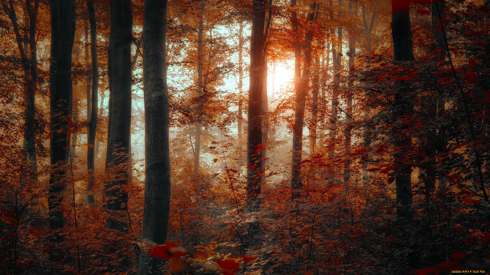 природа, лес, осень, кустарник, листва