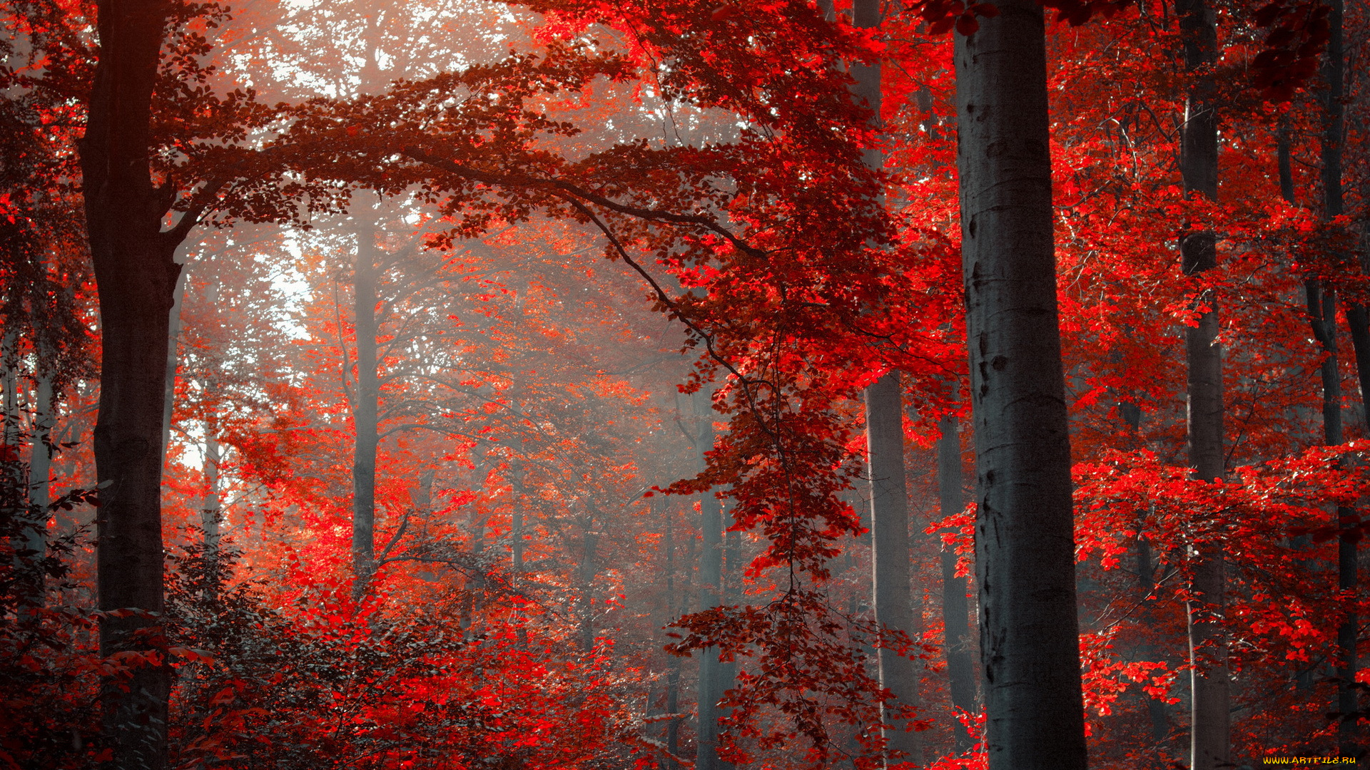 природа, лес, осень, листья, красные