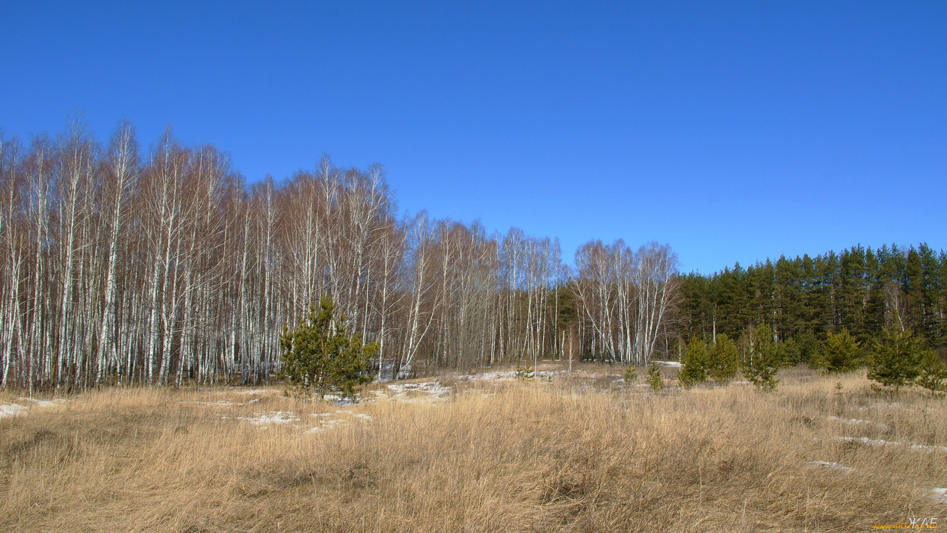 весенний, лес, природа, пейзажи, небо