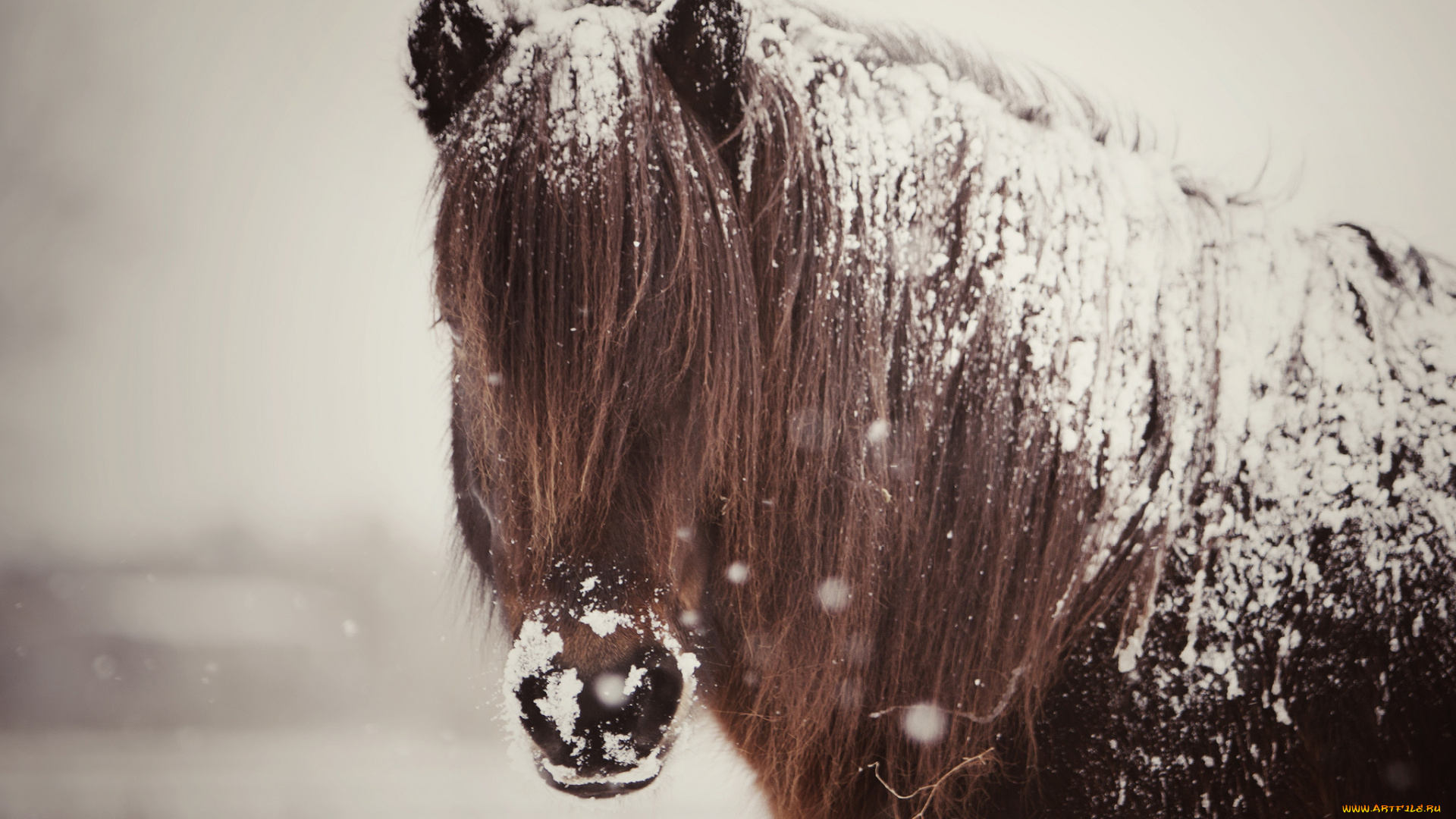 животные, лошади, конь, грива, снег