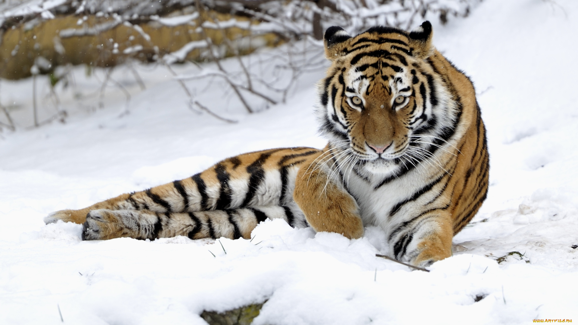 животные, тигры, снег, хищник