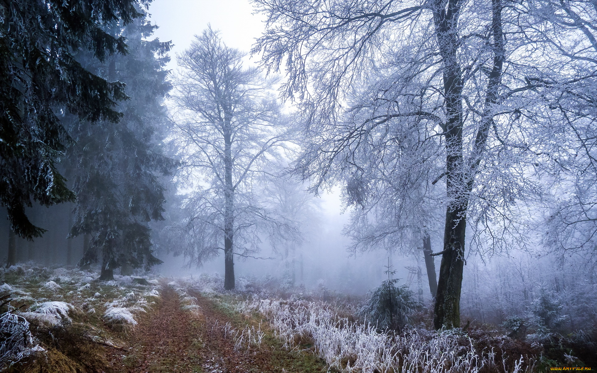 День угасал и в лесу начало темнеть. Холодный лес. Зимний лес в тумане. Поздняя зима. Лес в инее.
