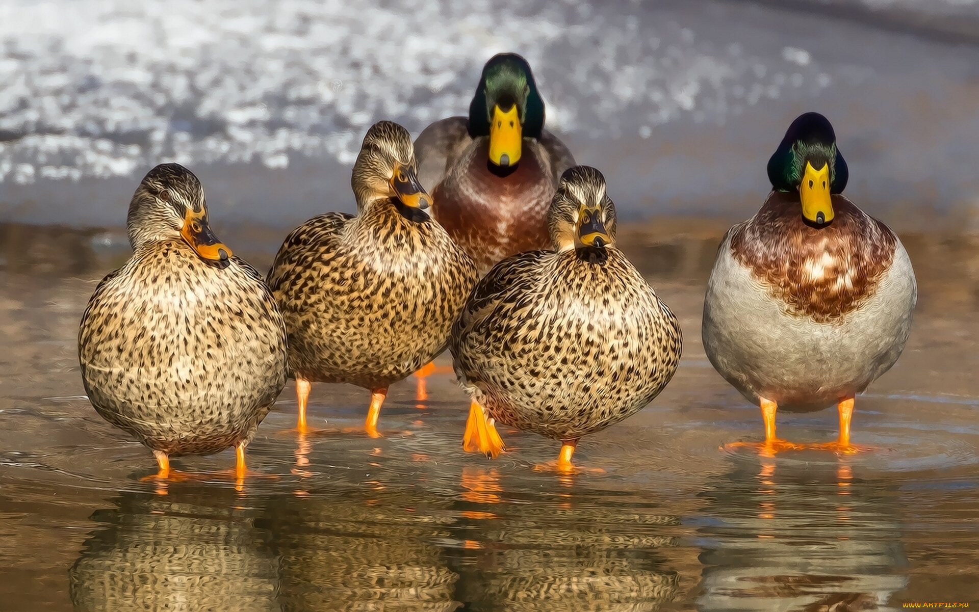 duck, mafia, животные, утки, вода, селезень