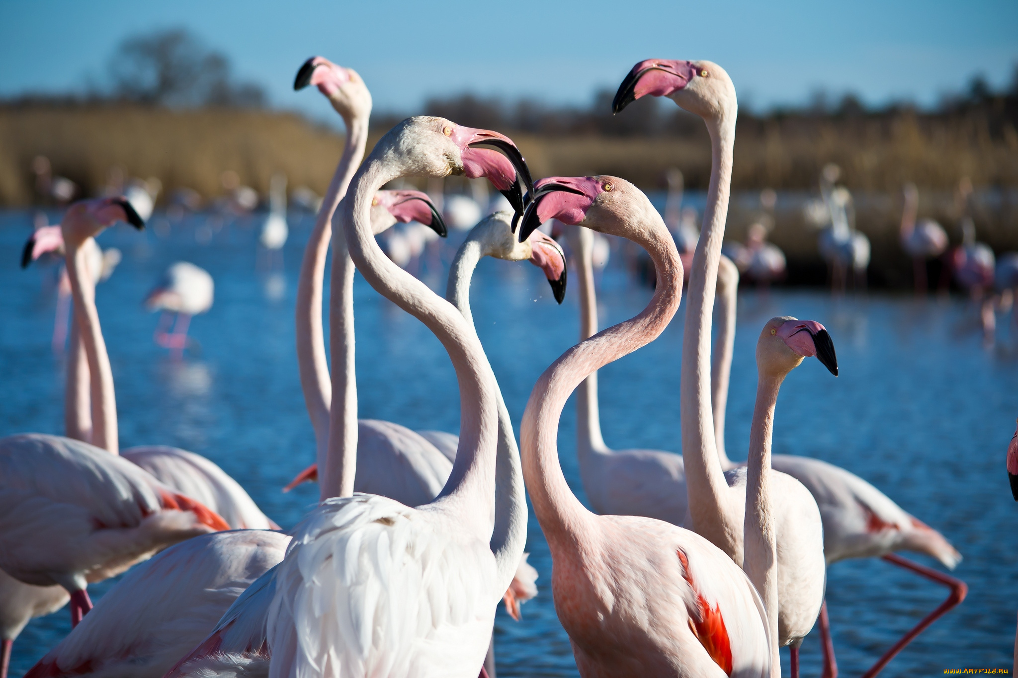 животные, фламинго, розовый, шеи