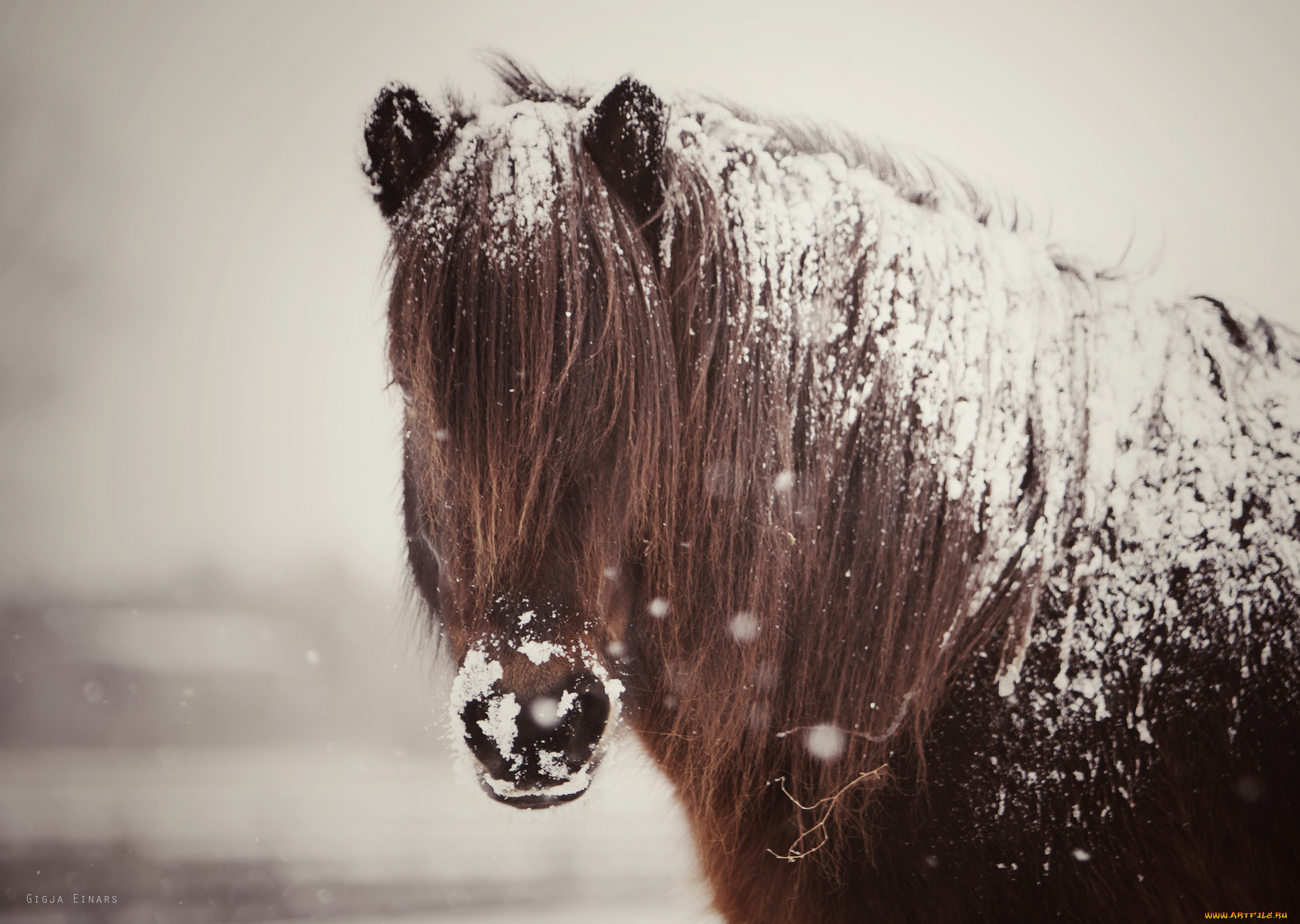 животные, лошади, конь, грива, снег