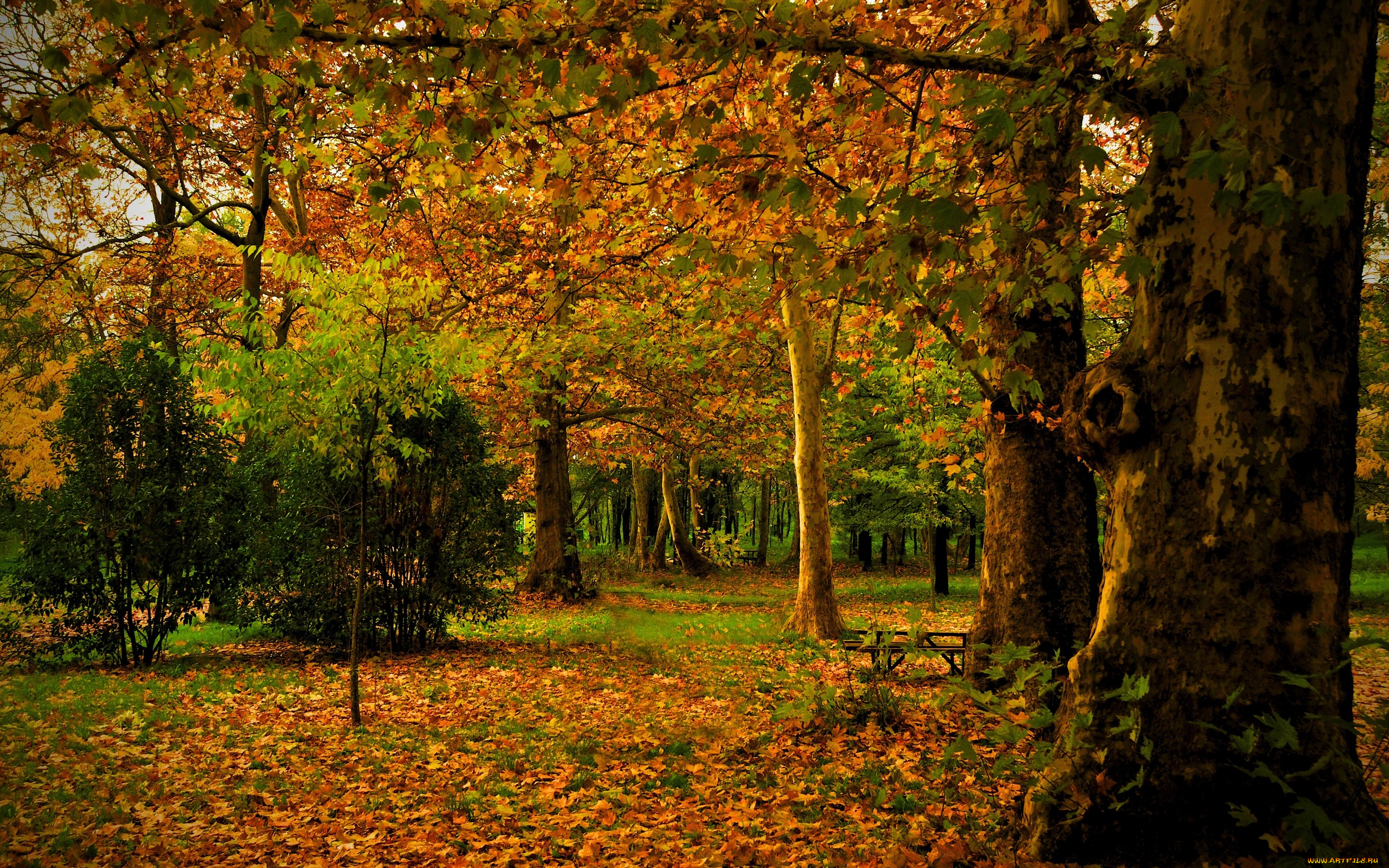 autumn, природа, лес, листва, краски, поляна, осень