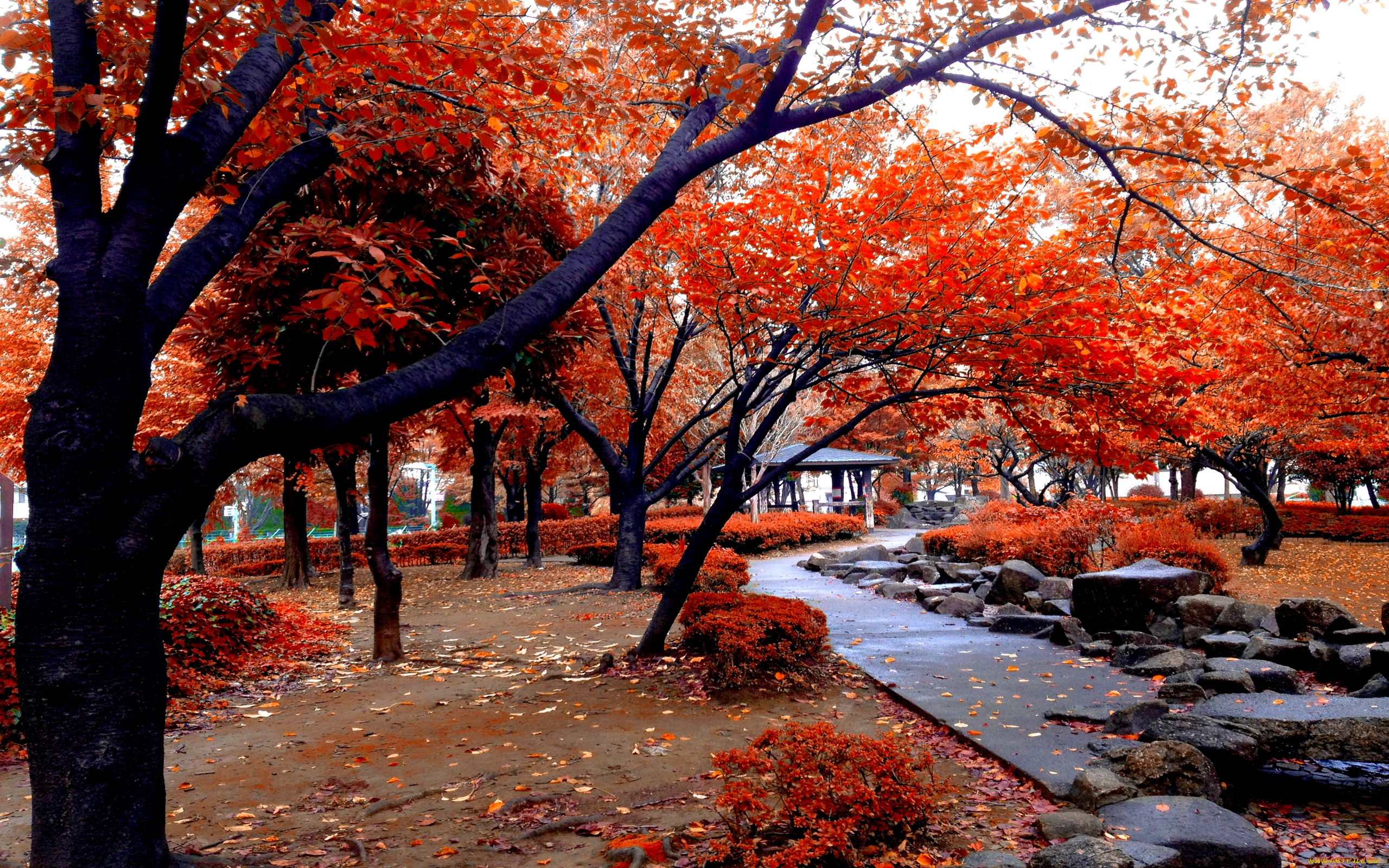 природа, парк, аллея, беседка, осень, красная, листва, деревья