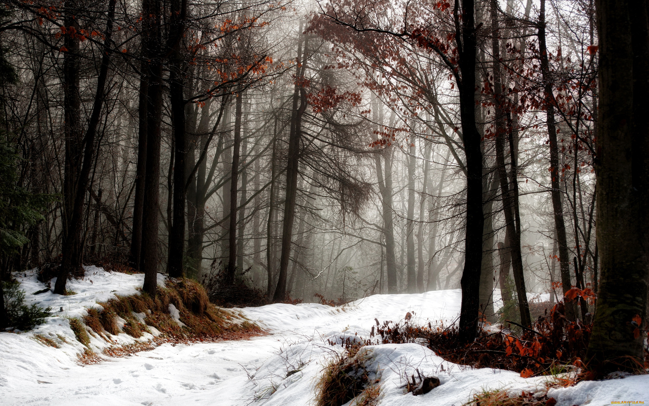 природа, зима, ветки, стволы, лес, снег