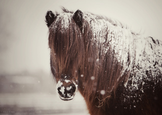 Картинка животные лошади конь грива снег