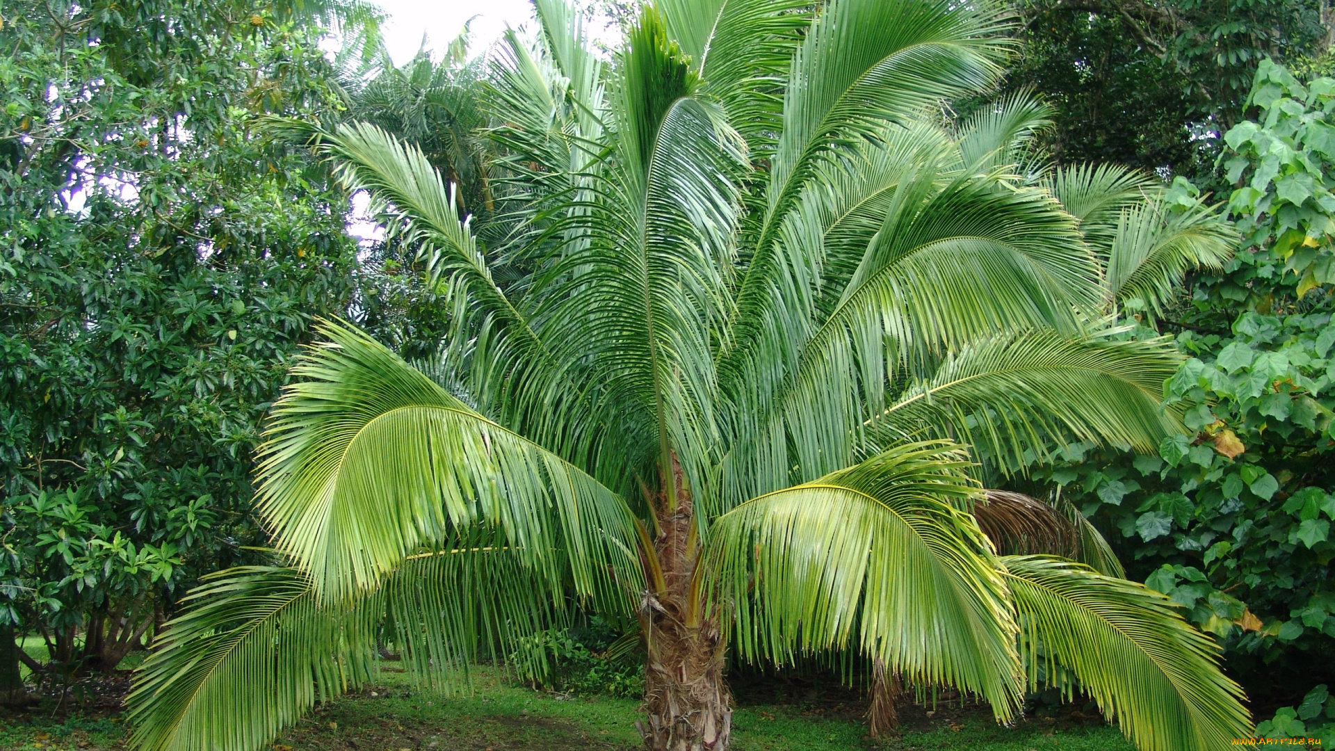 пальма, природа, деревья