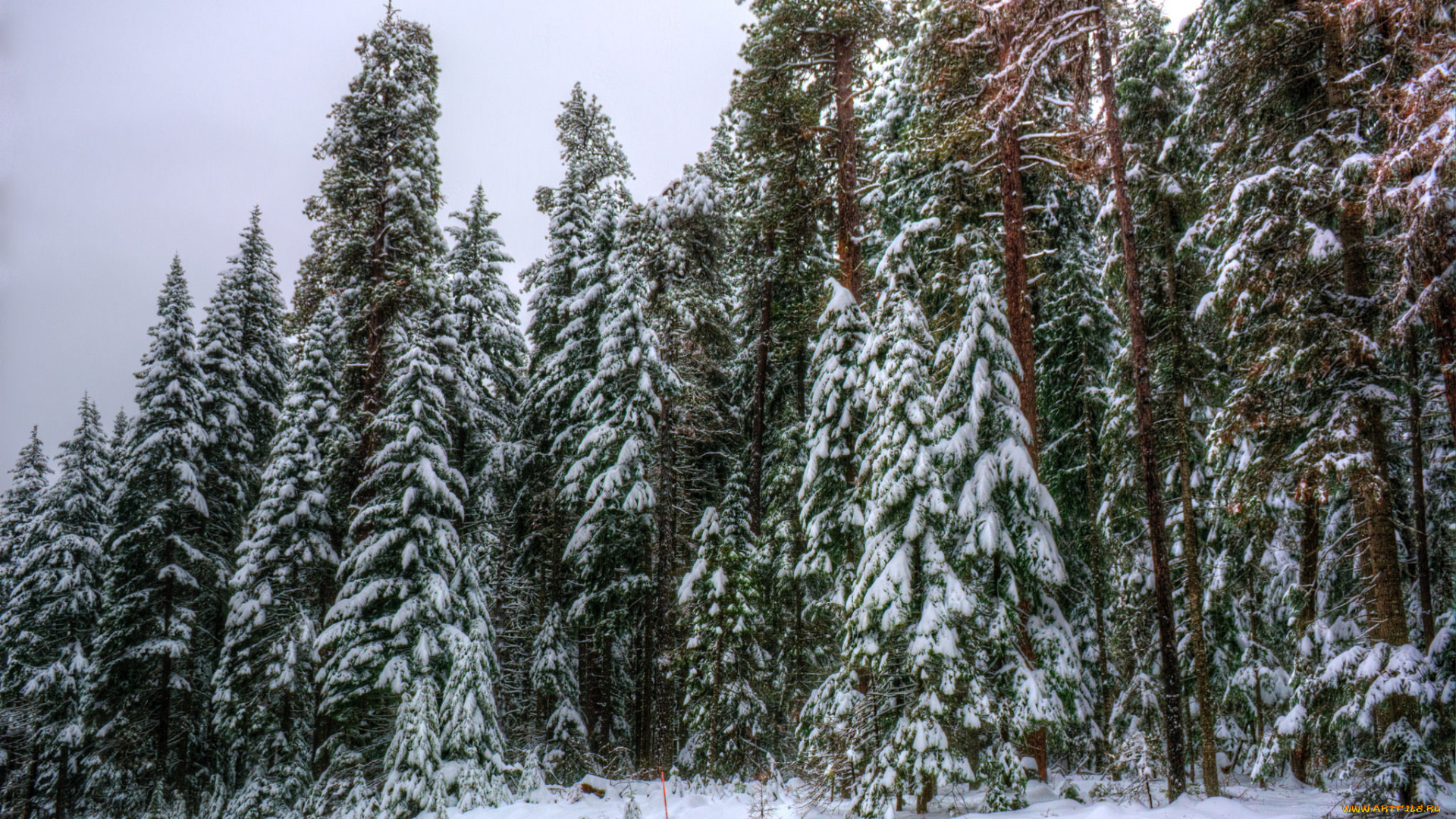 природа, зима, снег, лес