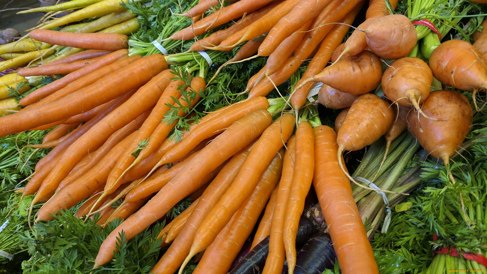 еда, морковь, пучки, корнеплоды