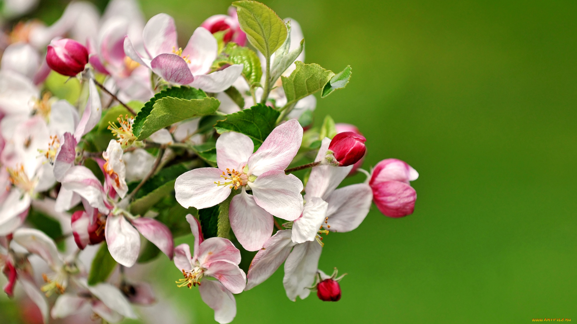 цветы, цветущие, деревья, кустарники, ветка, цветение, яблоня, весна