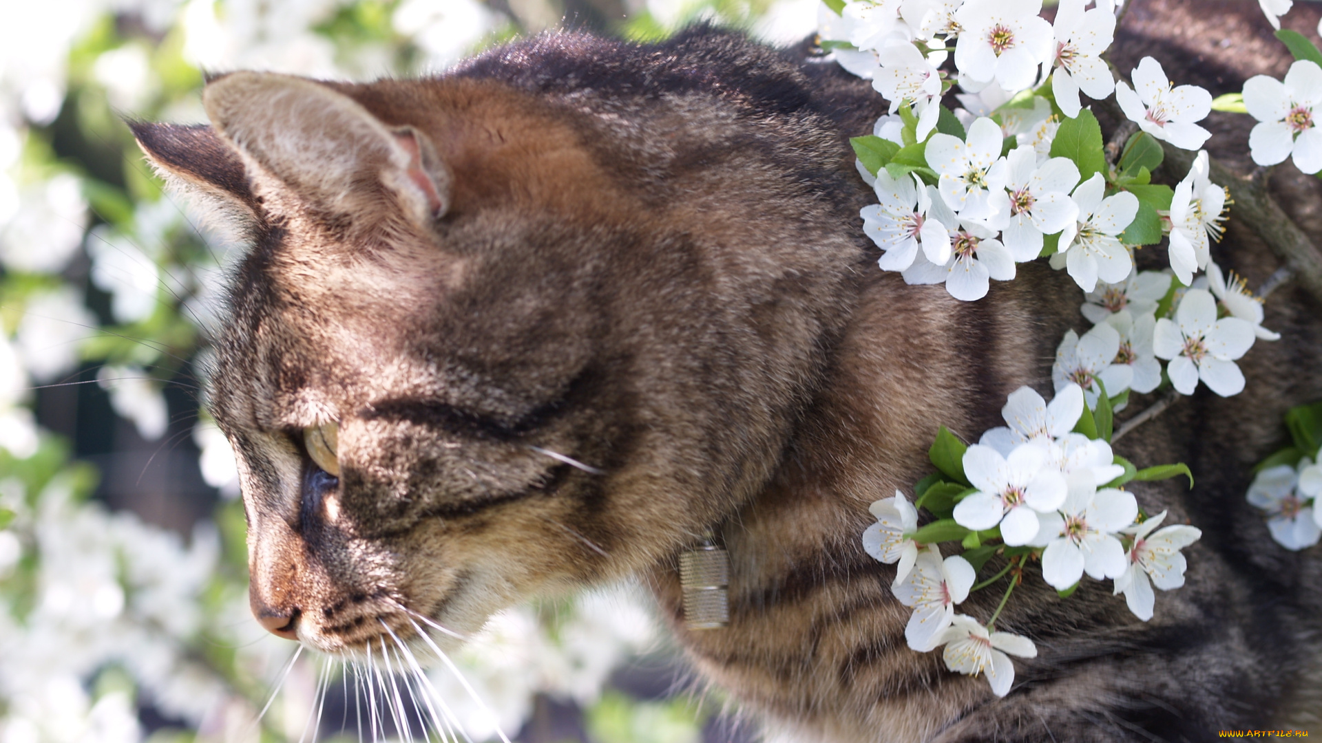 животные, коты, цветы