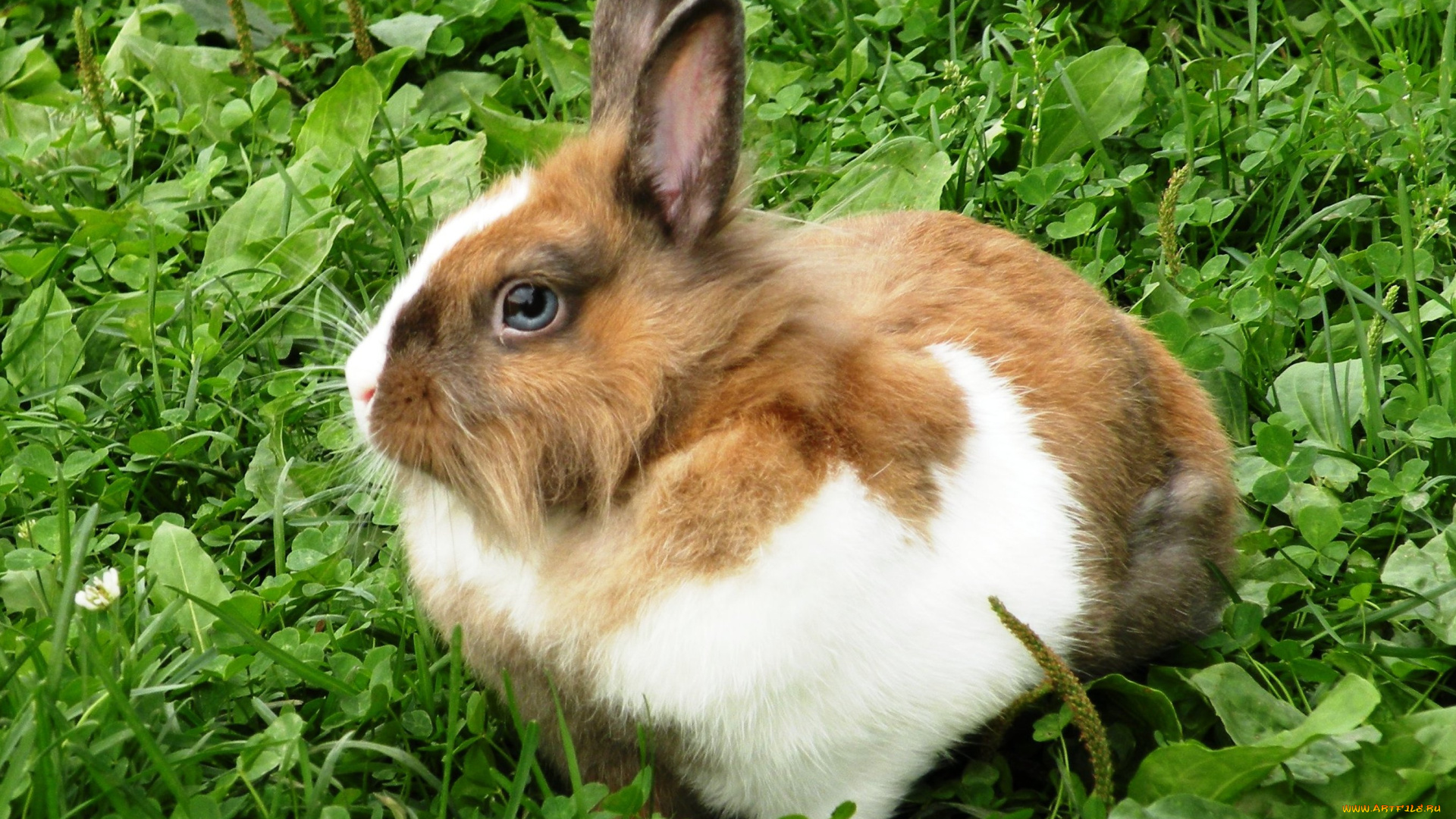 животные, кролики, зайцы, трава