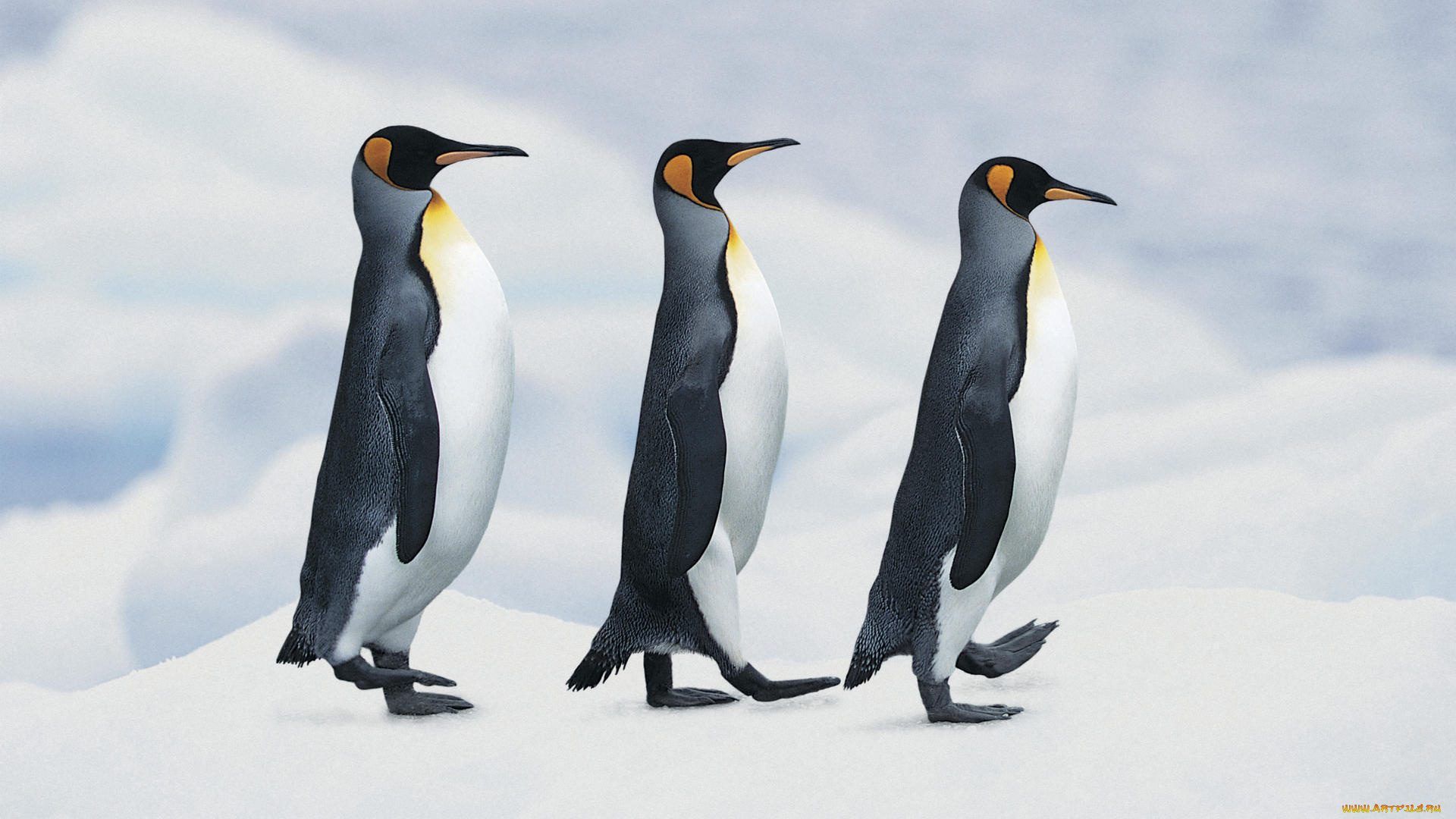 животные, пингвины, снег, шагают, императорские