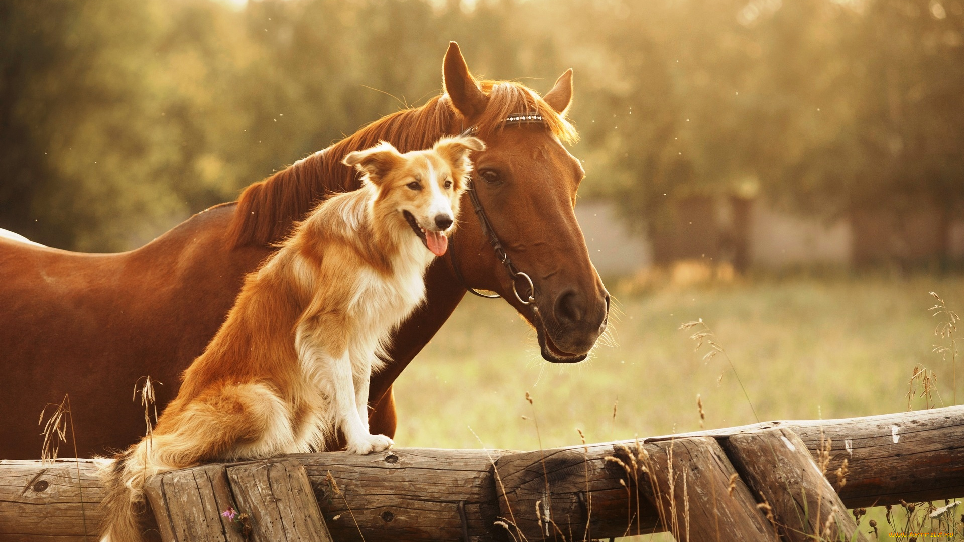 животные, разные, вместе, лошадь, собака, бордер-колли, ограда, трава