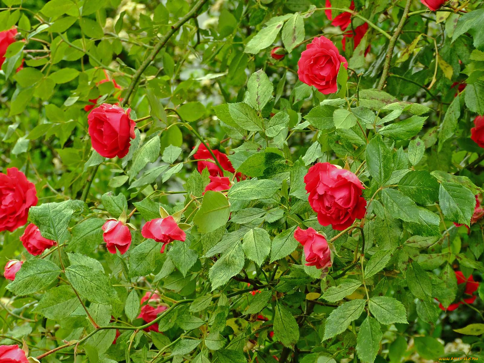 r&, 243, 380, ogrodzie, цветы, розы