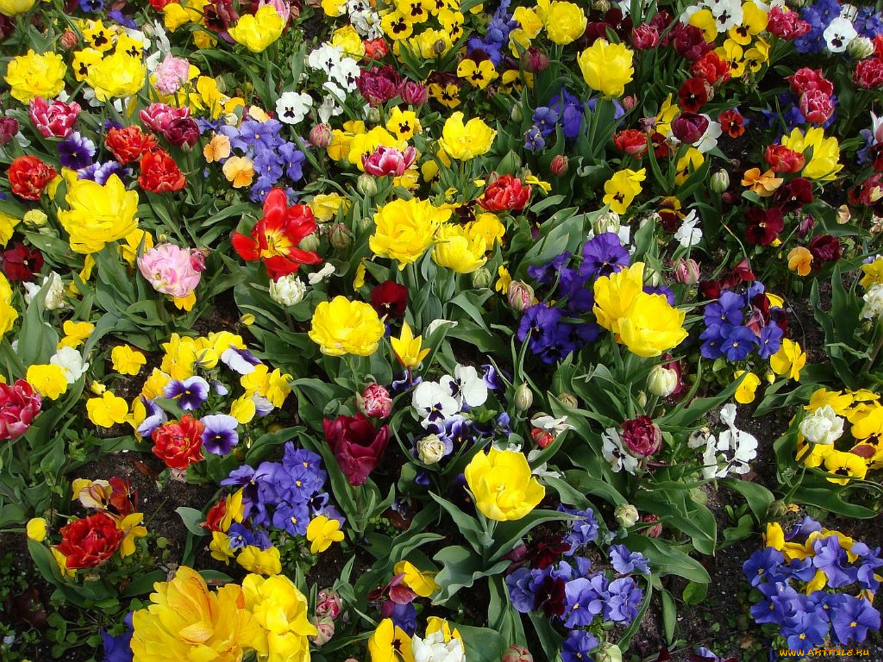 tulips, and, pansies, hortus, botanicus, leiden, the, netherlands, цветы, разные, вместе