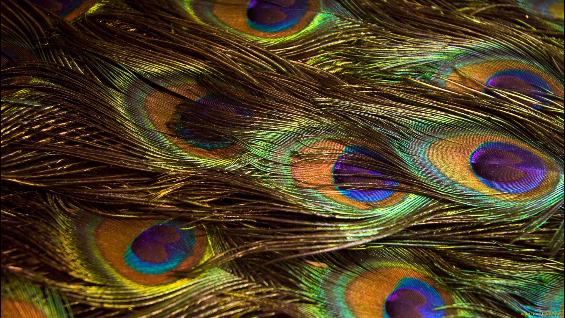 разное, перья, разноцветный, павлин