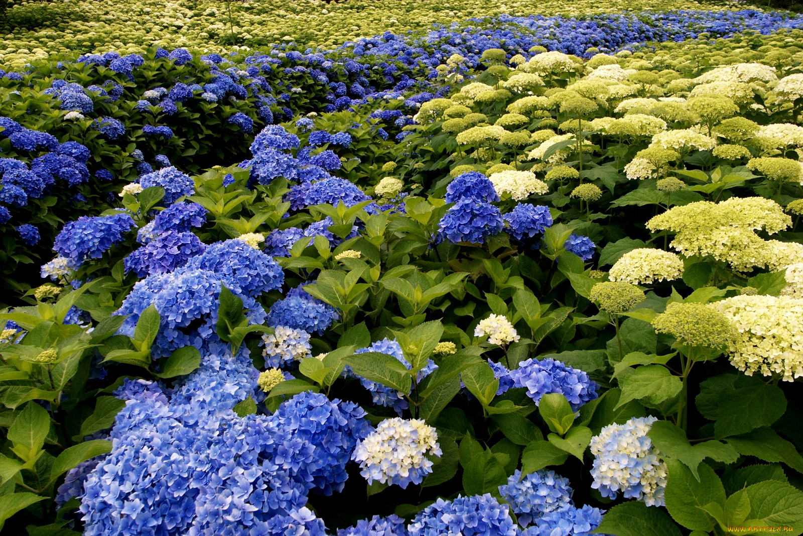 цветы, гортензия, синий, белый