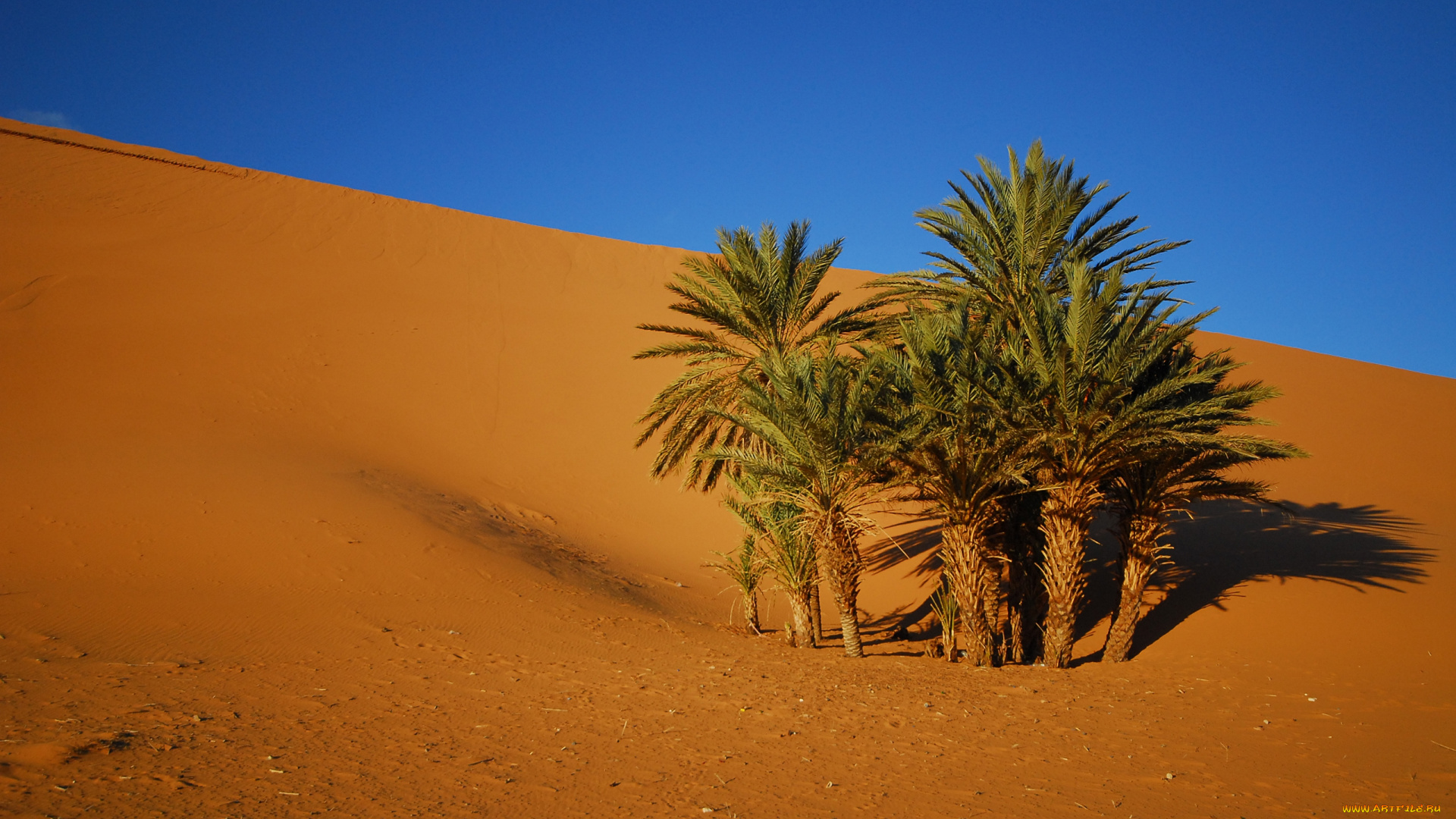 oasis, природа, пустыни, пустыня, песок, пальмы