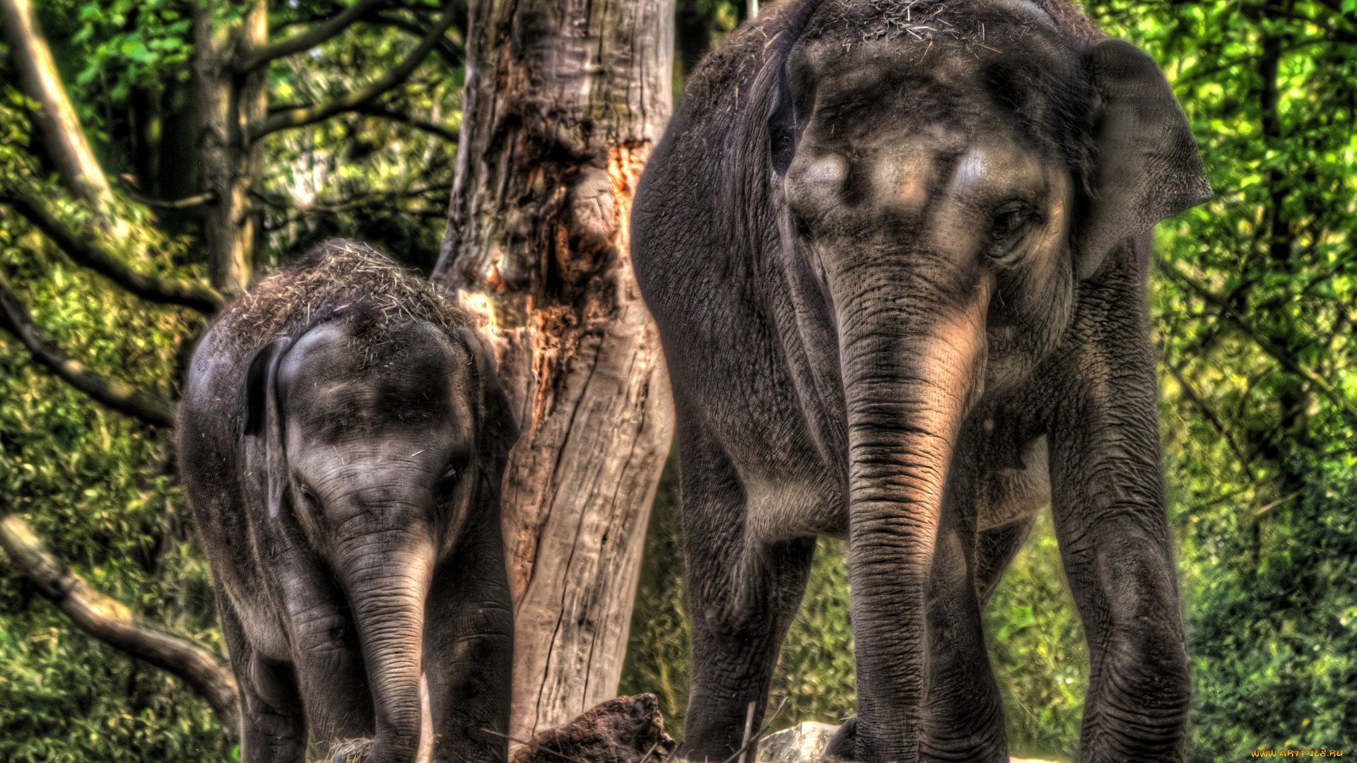 животные, слоны, мама, малыш, хобот