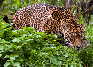 Картинка животные Ягуары зелень хищник пятна