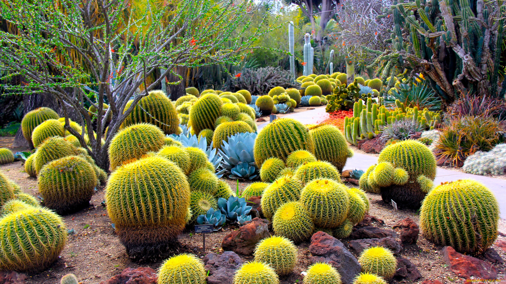 botanical, garden, san, marino, california, природа, парк, кактусы