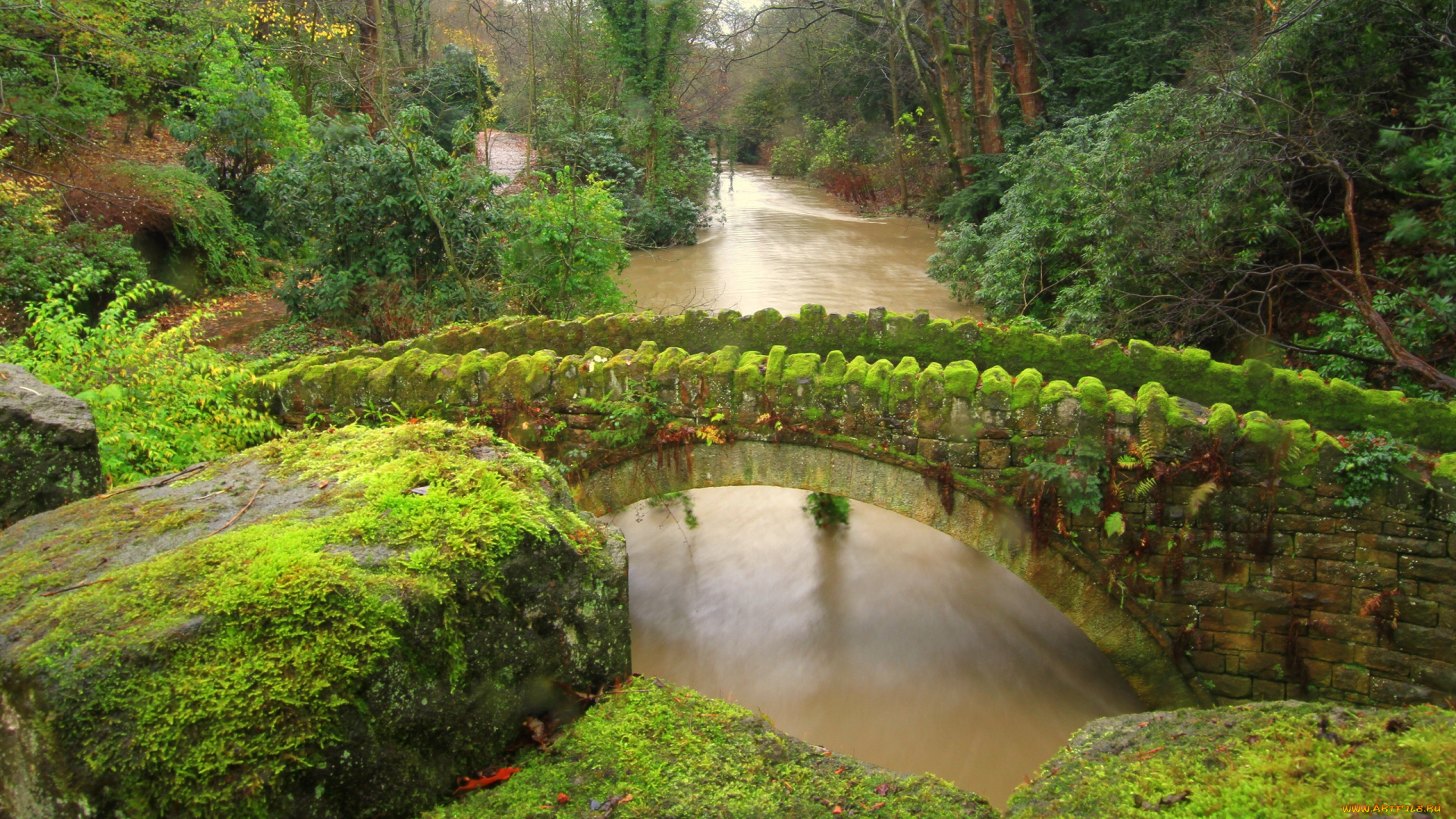 jesmond, dene, newcastle, england, природа, реки, озера, ньюкасл, англия, мост, река, камни, мох, лес, джесмонд, дене