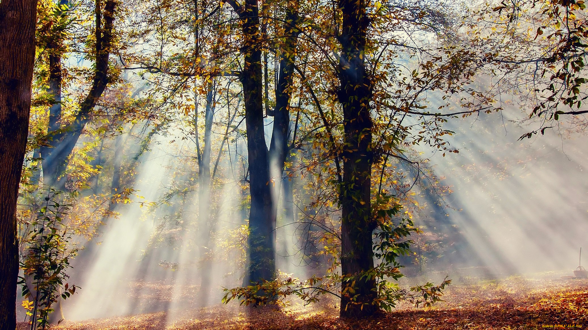 природа, лес, лучи, листва, осень, свет, деревья