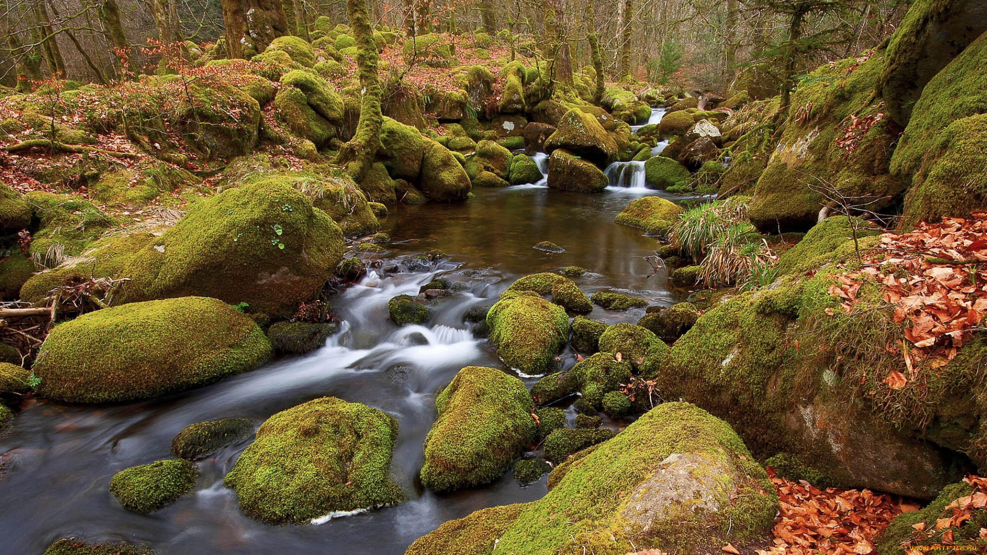 river, meavy, england, природа, реки, озера, осень, камни, лес, река, англия