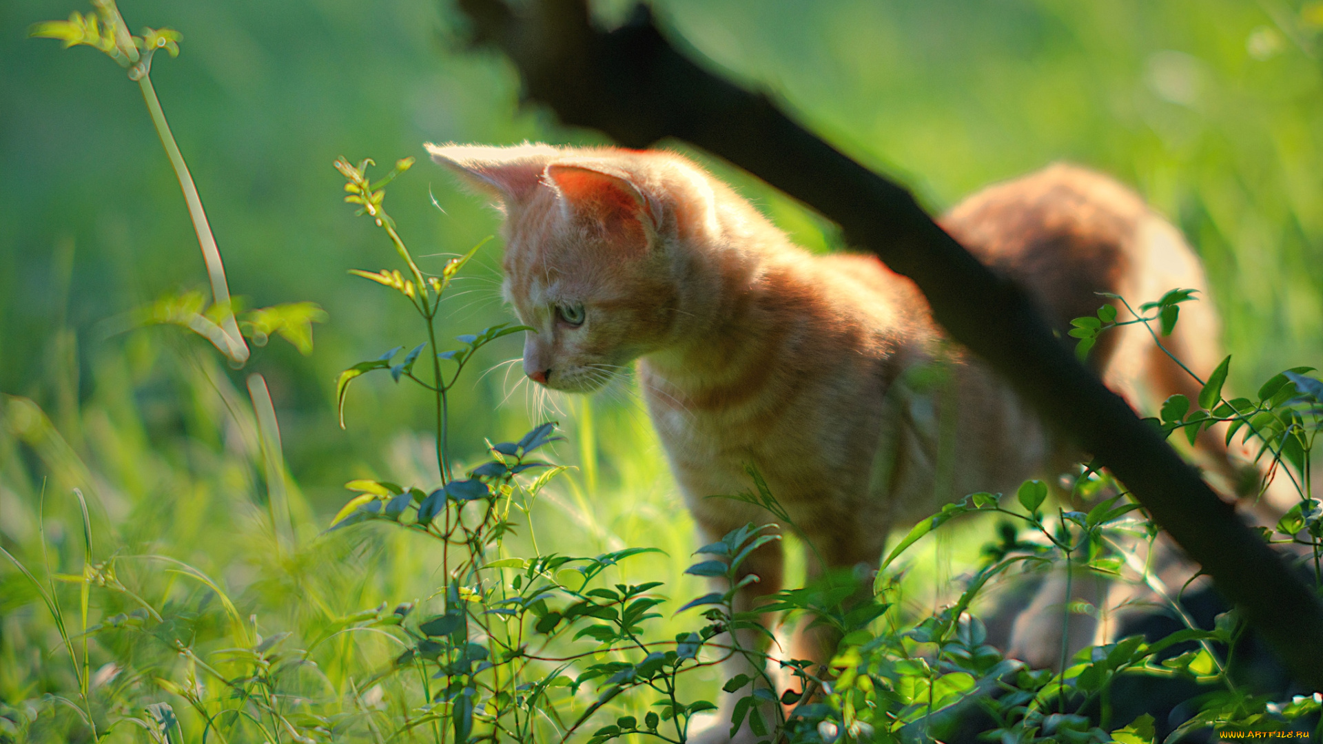 животные, коты, котенок, рыжик