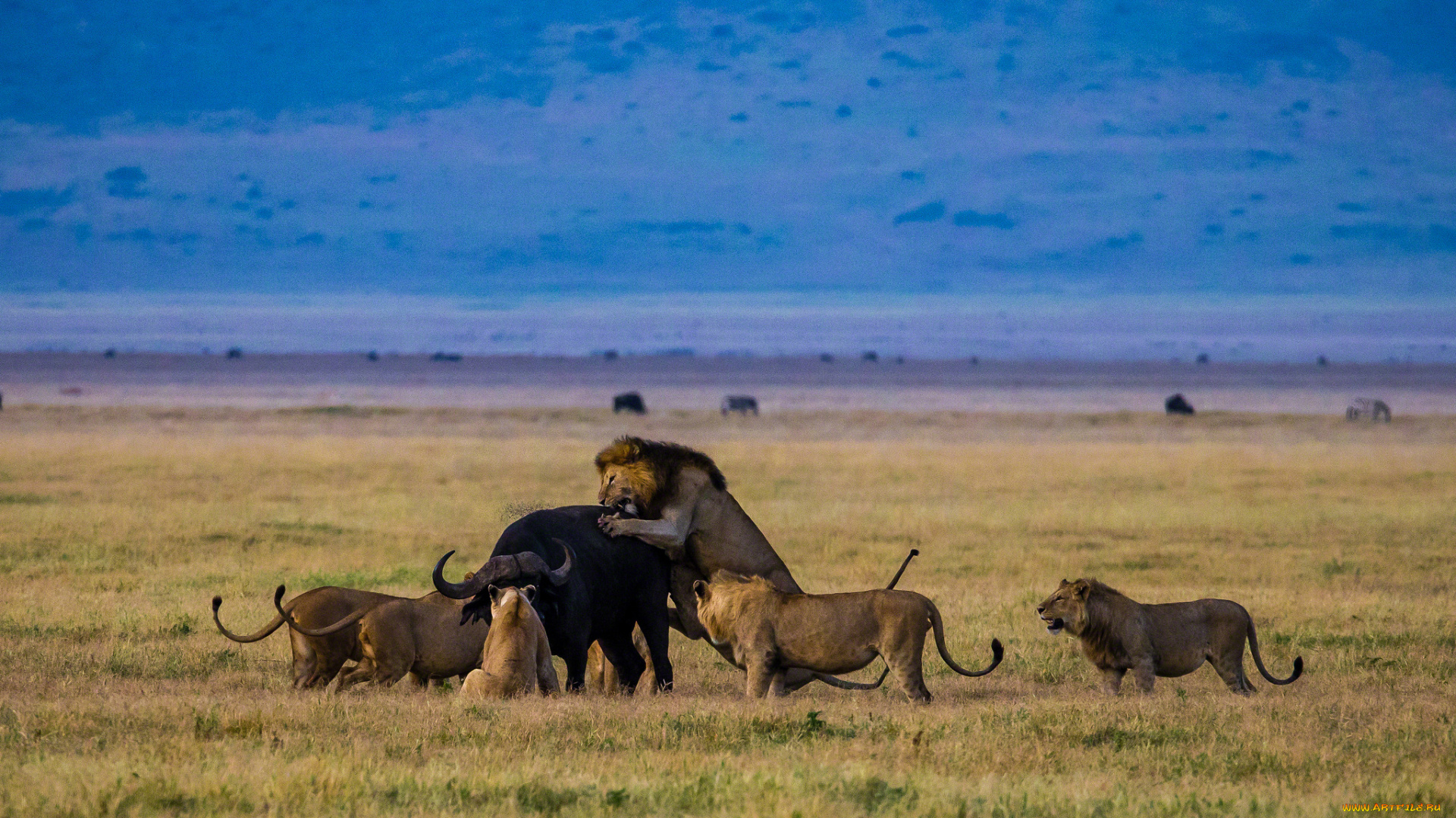 животные, разные, вместе, буйвол, львы, охота