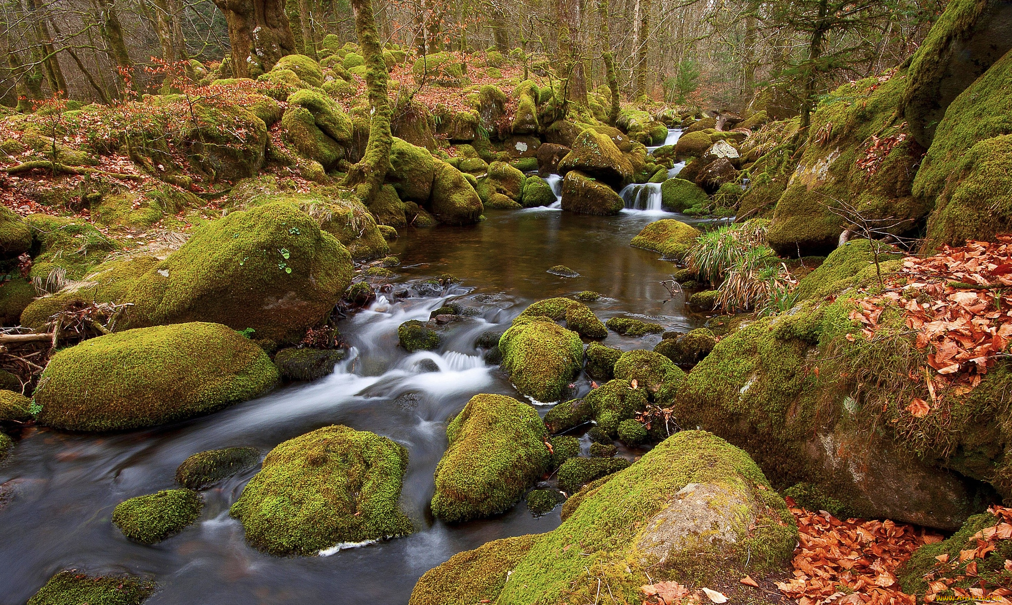 river, meavy, england, природа, реки, озера, осень, камни, лес, река, англия