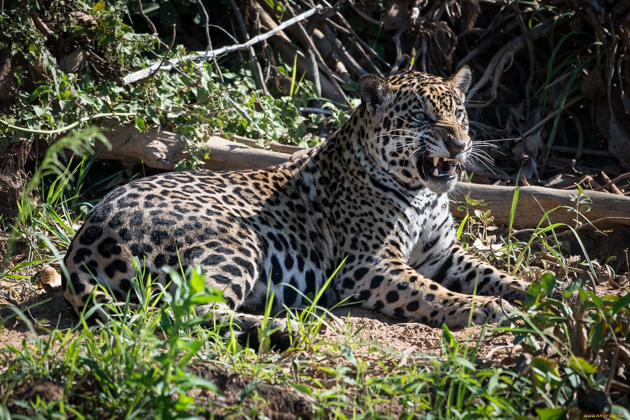 животные, Ягуары, кошка, оскал