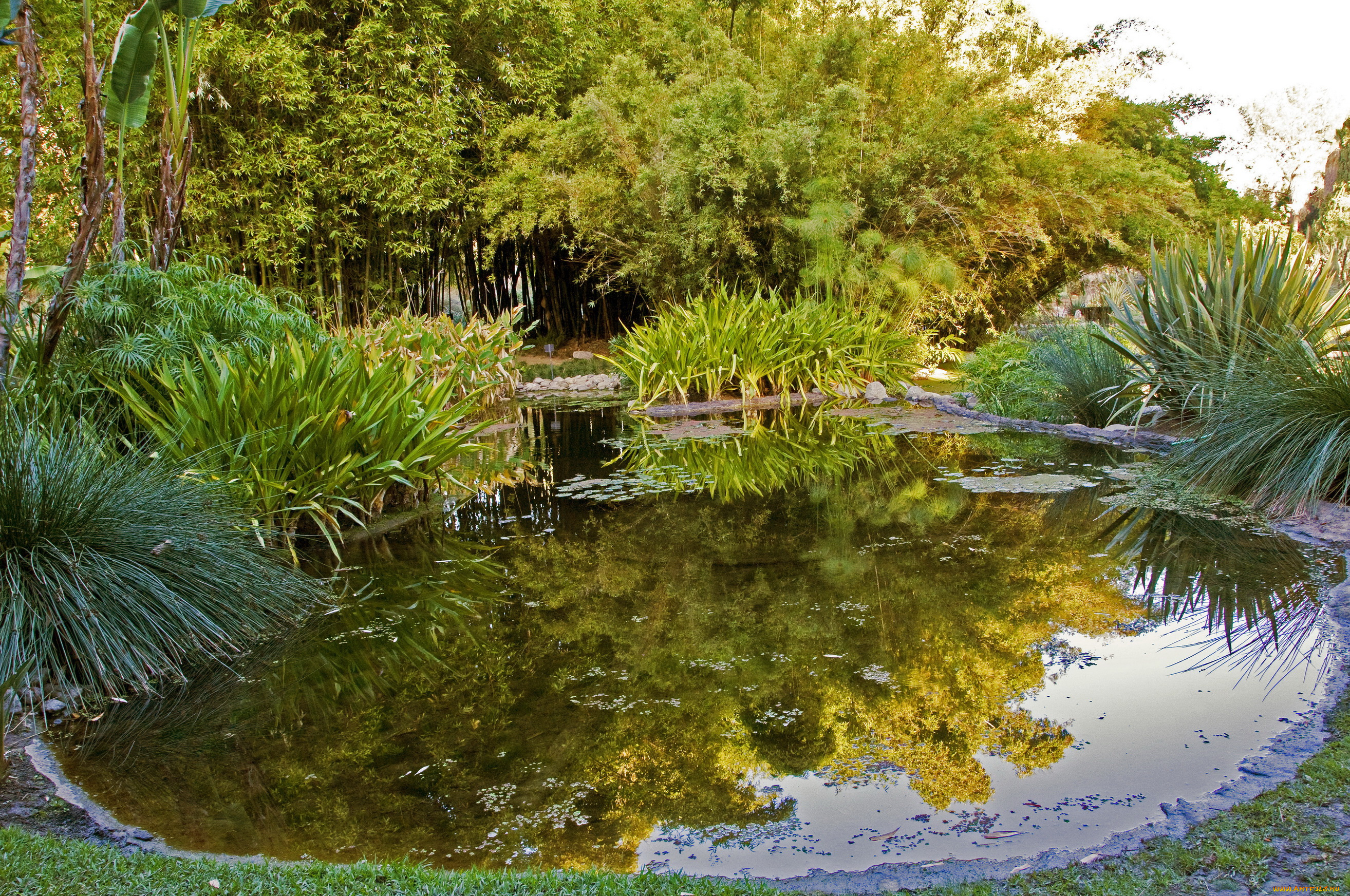 botanical, garden, san, marino, california, природа, парк, водоем, растения