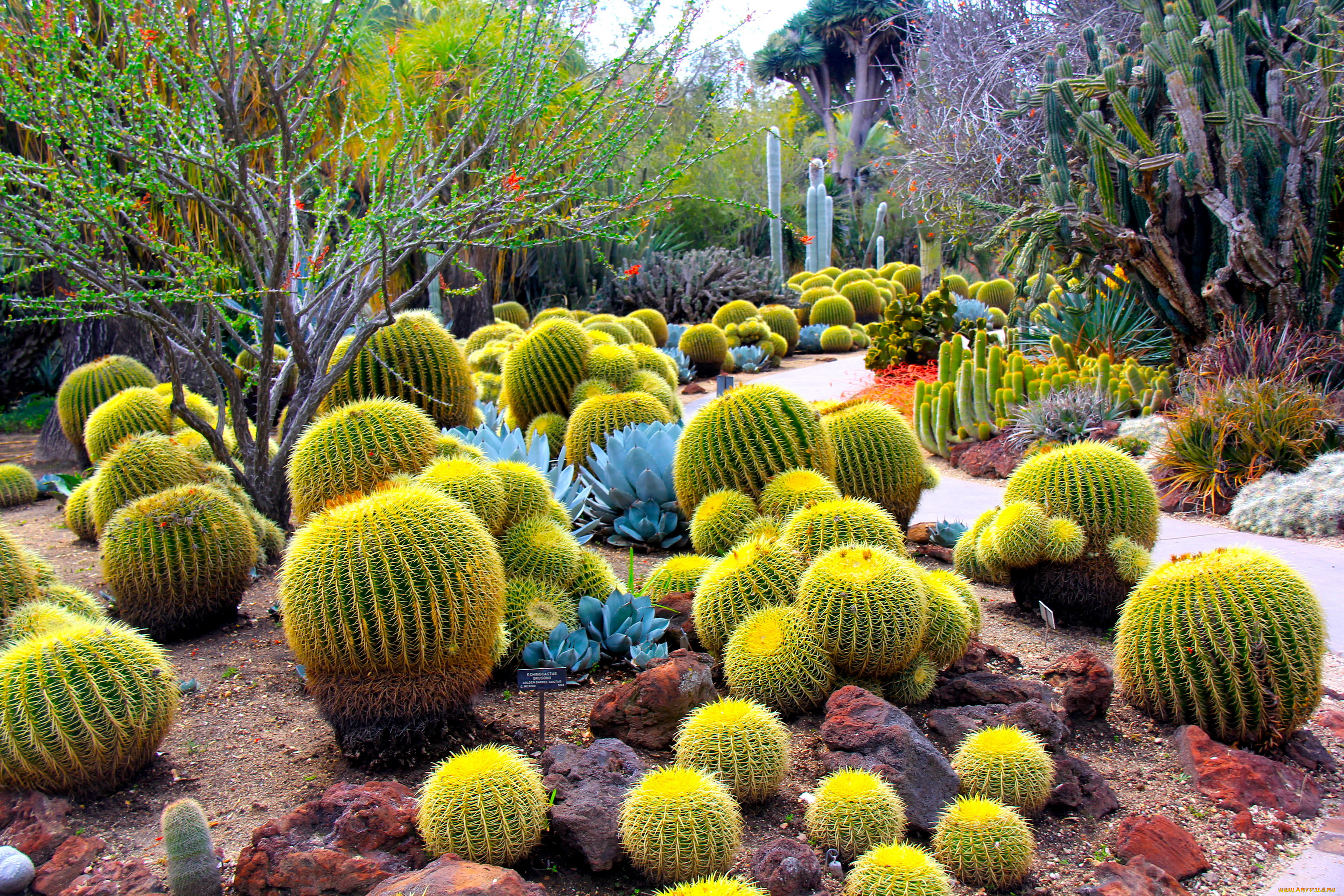 botanical, garden, san, marino, california, природа, парк, кактусы