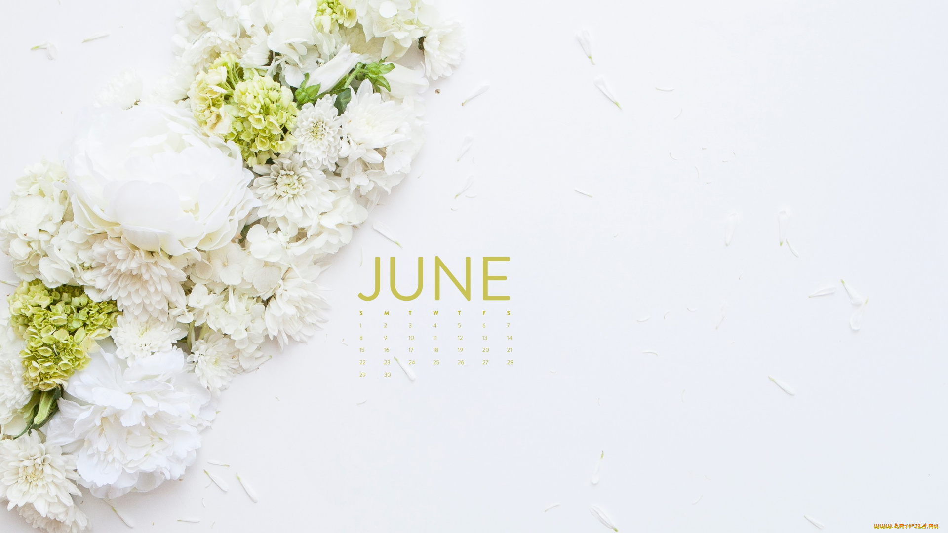 календари, цветы, белый